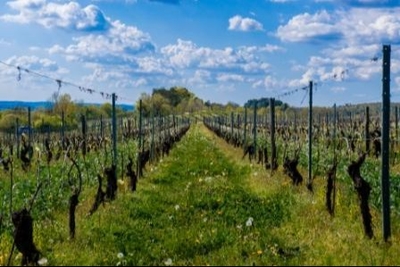 Les sens de la vigne Domaine Trichon la Vue