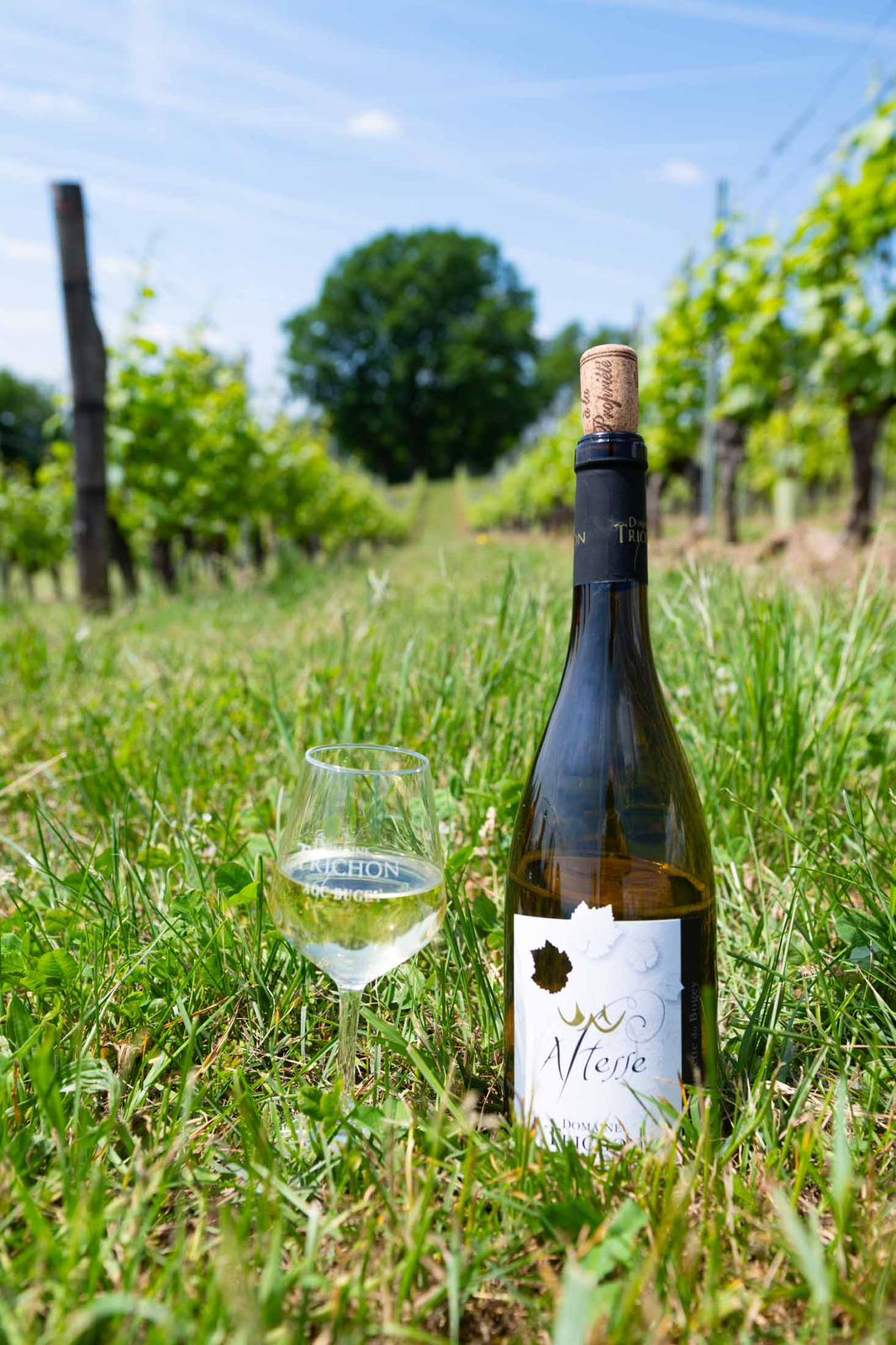 Visite Domaine Trichon