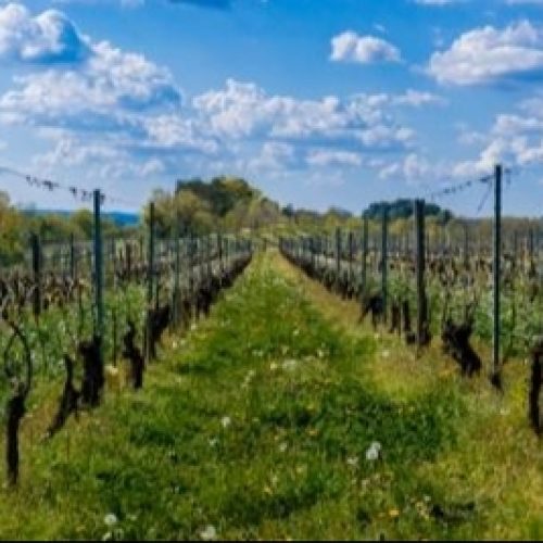 Les sens de la vigne Domaine Trichon la Vue