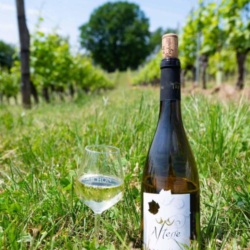 Visite Domaine Trichon